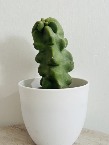 Pachycereus schottii monstrose - pachycereus,