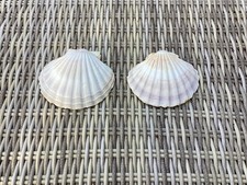 Two Scallop Shells