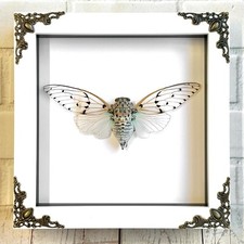 White ghost cicada ayuthia - white,