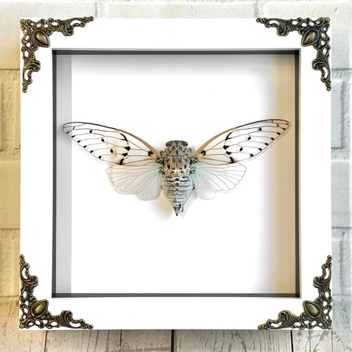 White ghost cicada ayuthia - ghost,