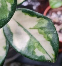 Hoya Krimson Princess 4  Leaf