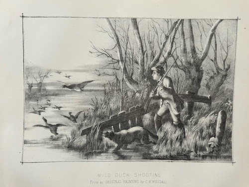 Antique print wild duck - antique,