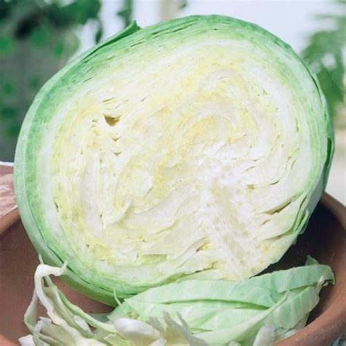 Cabbage holland late winter - cabbage,
