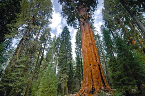 Giant sequoia potted - sequoia,