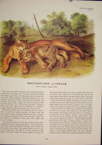 Original old antique print - original,