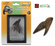 Triceratops Dinosaur Tooth