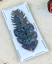 Lg Trilobite beetle living