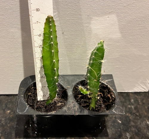 Dragon fruit plants - plants, ~6-8cm