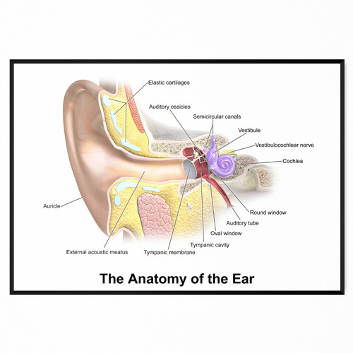 Human anatomy the ear - human,