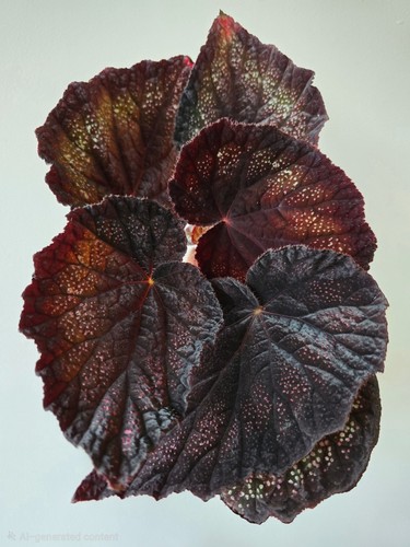 Begonia black knight baby - black,