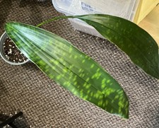 Aspidistra Well Spotted new