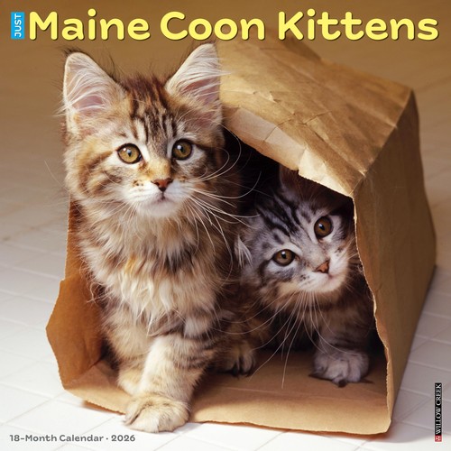 Maine coon kittens 2026 - kittens, wall