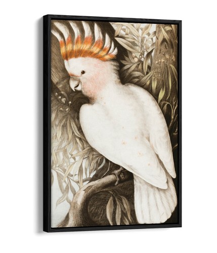 James sayer pink - pink, cockatoo