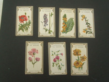 R J Lea. Flowers To Grow -The Best Perennials (  1913).  # 26  Evening Primrose