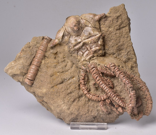 Crinoid fossil jimbacrinus - crinoid, fossil,