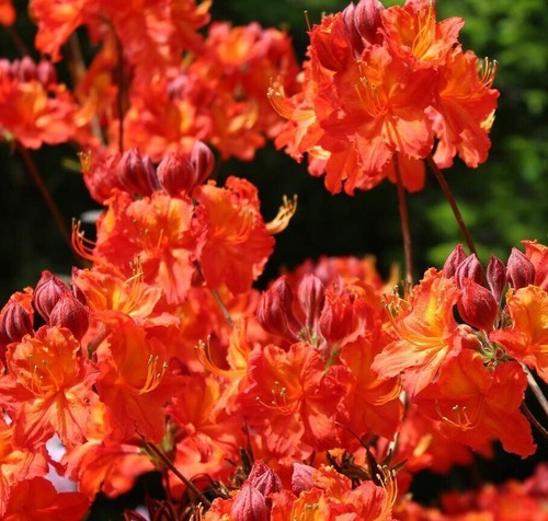 Rhododendron balzac 8cm pot - rhododendron, in