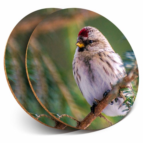 Coasters redpoll redcap - coasters,