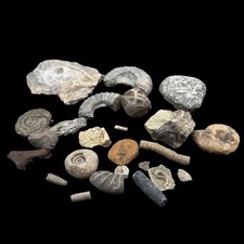 1kg British Fossil Mix
