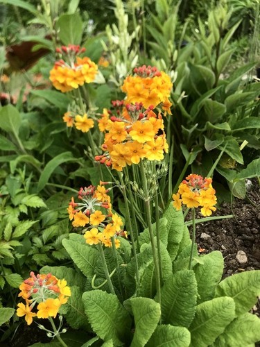Primula bulleyana plants the - bulleyana, plants-the