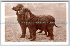 R764321 Irish Water Spaniel R P Dogs Real Photographs Victoria House Southport E