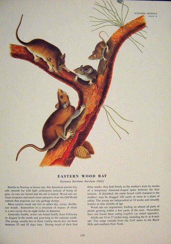 Original old antique print - old,