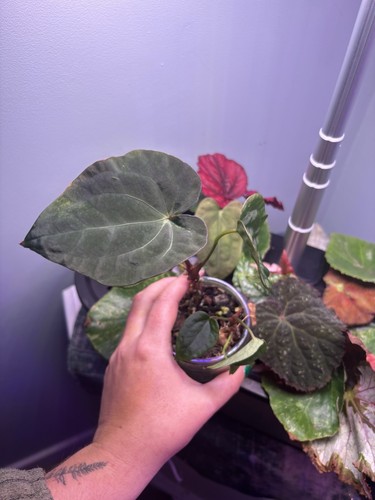 Anthurium pap xone hybrid - pap,