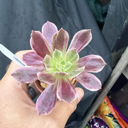 Aeonium wedding dress - wedding,