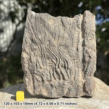 Mahoumacrinus fossil crinoid (sea lily), devonian, morocco, certified