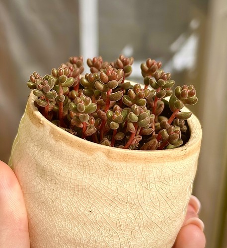Cuttings succulent sedum - x,