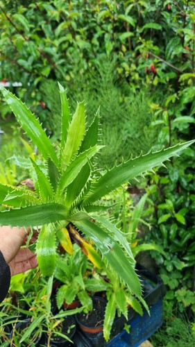 Eryngium agavifolium 9cm pot - eryngium,