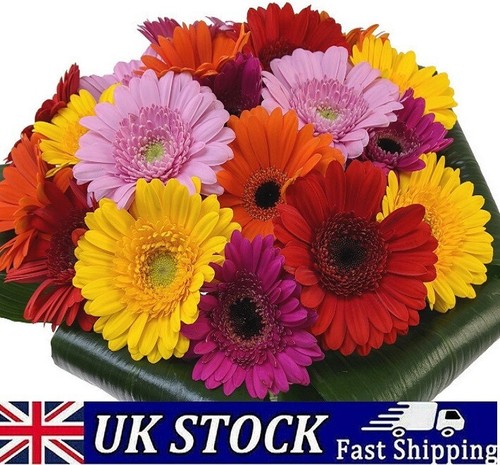 Gerbera jamesonii daisy seeds - gerbera,