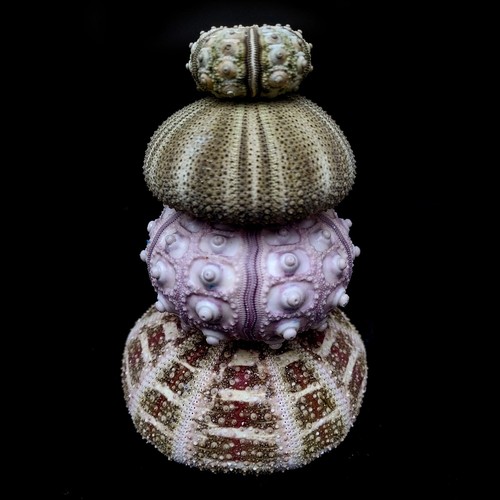 Collection sea urchins - of,