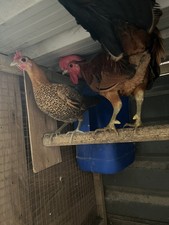 6 X large ginger Oxford game