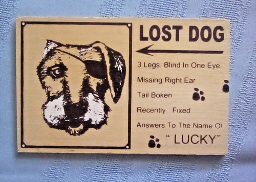 Lost dog legs half blind - 3, legs,