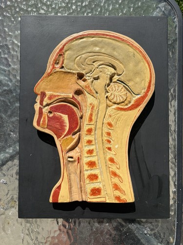 Vintage anatomical model