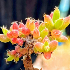 10x Drosanthemum Intosum Seeds