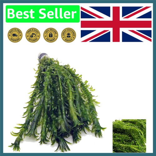 Elodea densa xl bunch - densa,