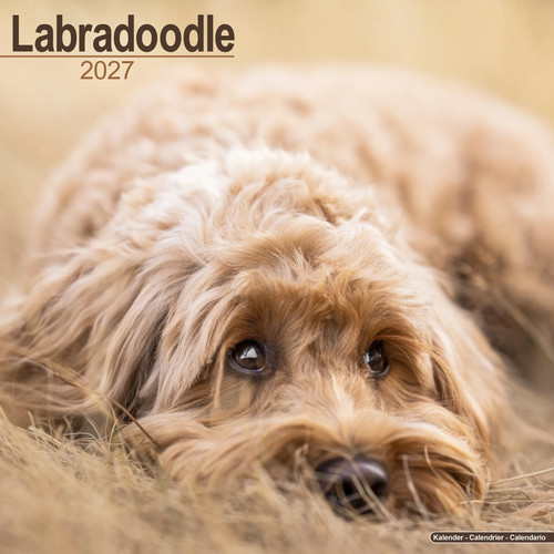 Labradoodle 2027 calendar - labradoodle,