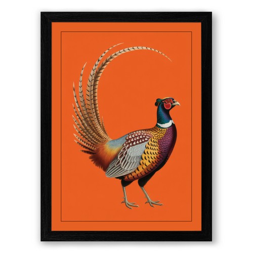 Ornithological pheasant - ornithological,