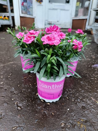 Pink dianthus plants - dianthus,