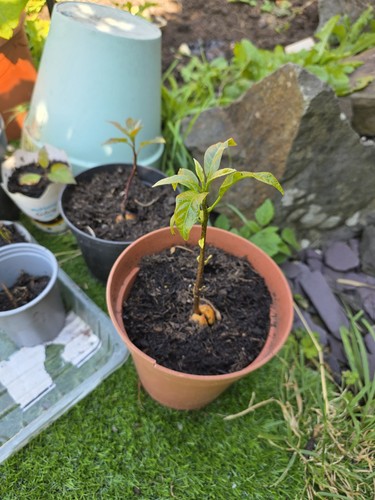 Avocado plant seedling - avocado,