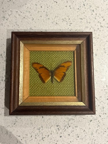 Vintage taxidermy orange - vintage,