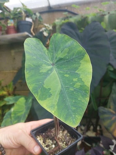 Colocasia esculenta lemon - colocasia,