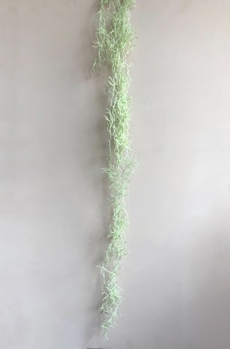 Hanging spanish moss - spanish,