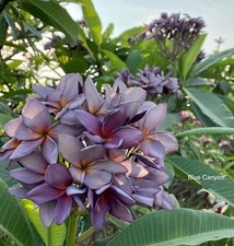 5XPlumeria rubra Seeds/BLUE CANYON FRANGIPANI |Tropical Plants/ VERY RARE COLOUR