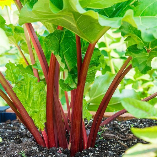 Rhubarb poncho high yield - rhubarb,