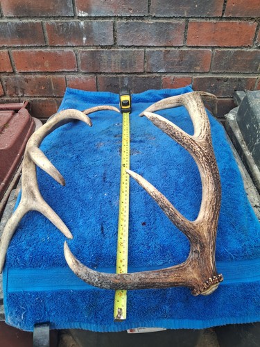 Red deer stag - deer,