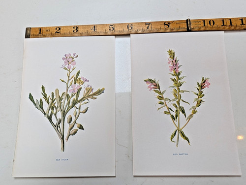 Original antique botanical - antique,