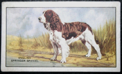 English springer spaniel - english,