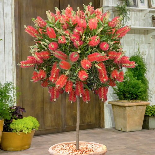 Evergreen tree callistemon - evergreen, tree,